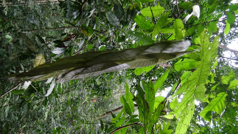 0956 DSC00131